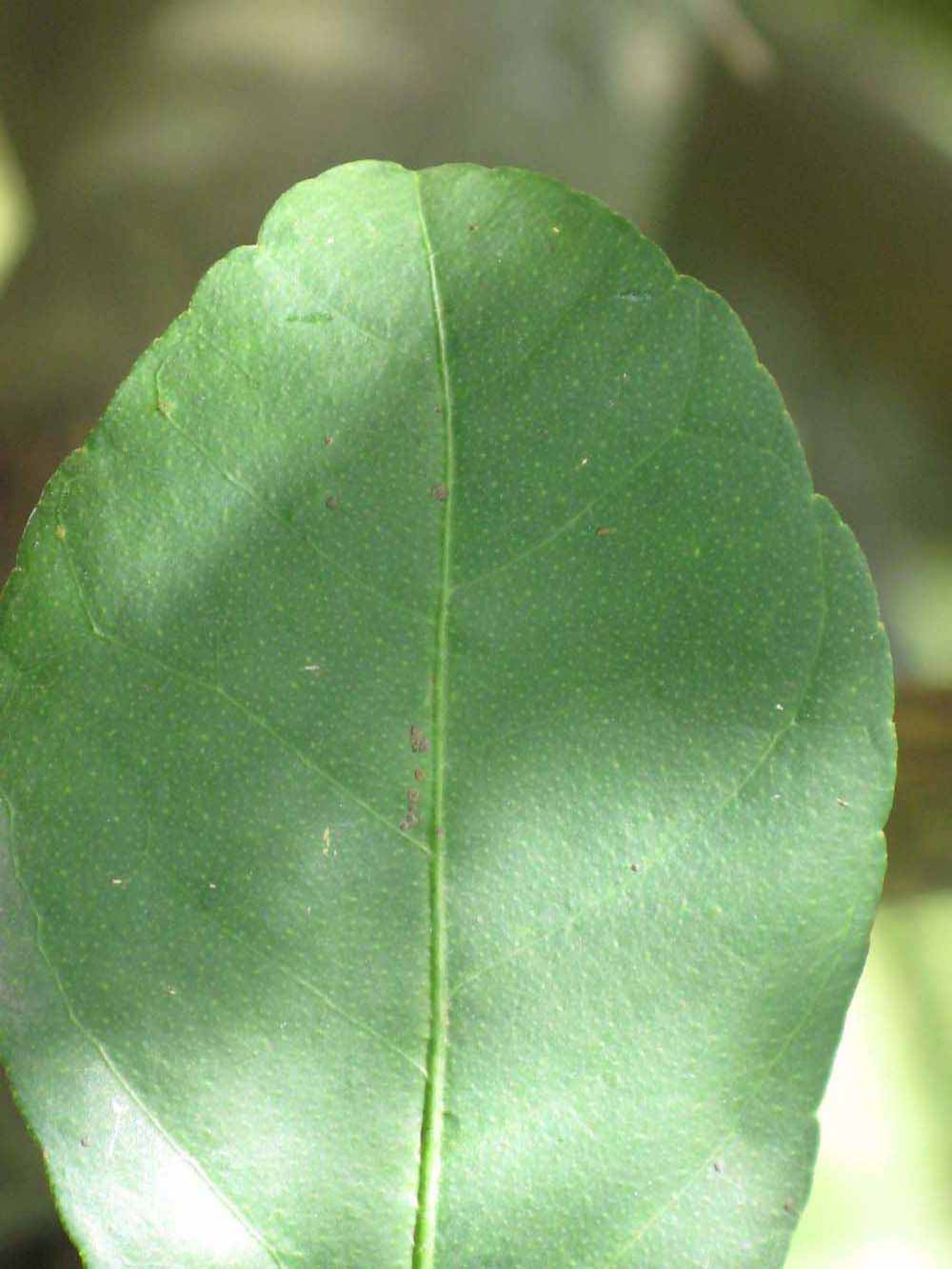            Margin (Thornless Key lime, Winter Haven, FL)   